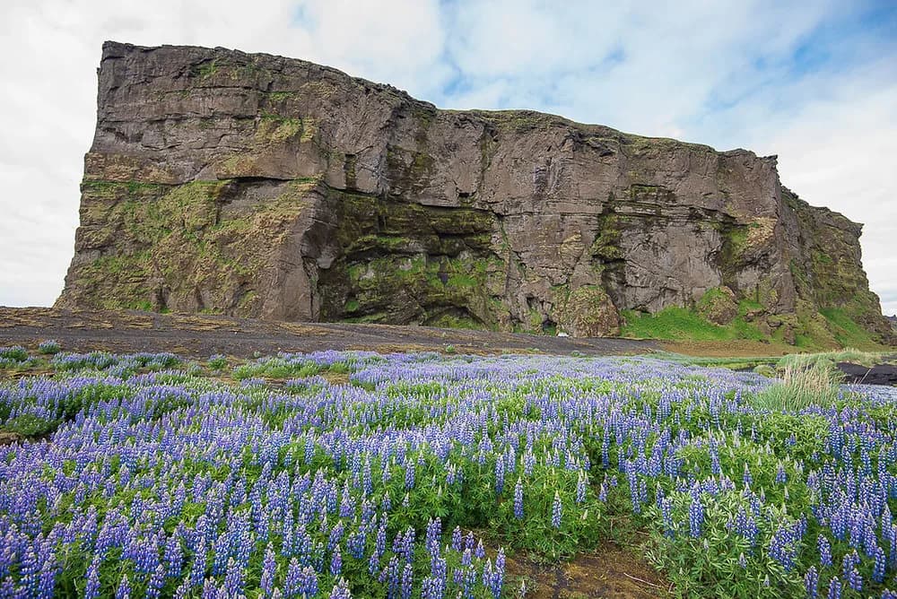 The Hjörleifshöfði headland rising from a black sand plain, with a field of purple lupines in front